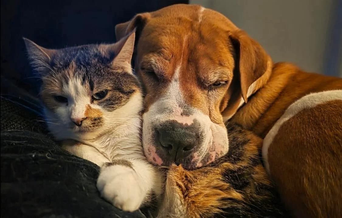 According to my flashbacks, my rescue pup came home exactly 5 years before our (formerly) feral cat spent her first nights inside.