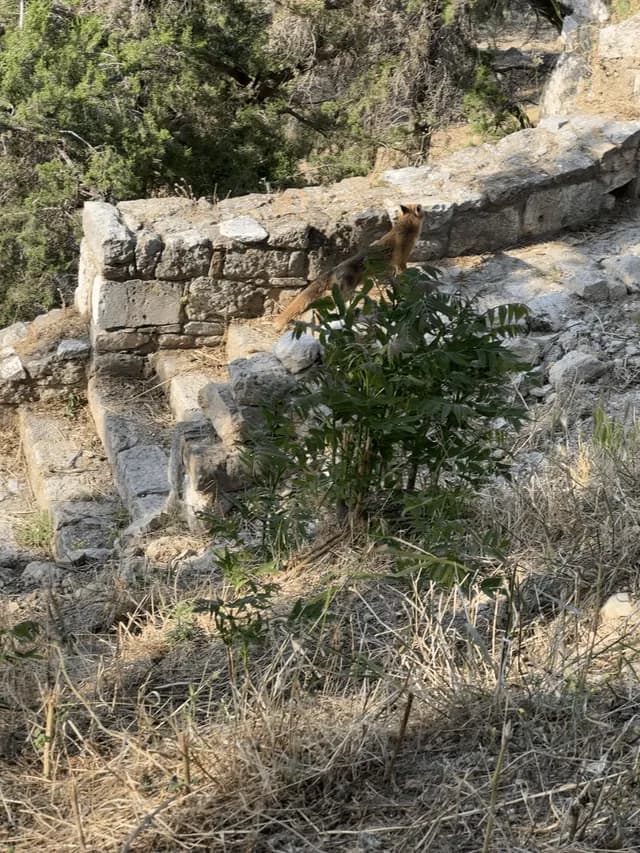 Fox (Areopagus Hill in Athens)