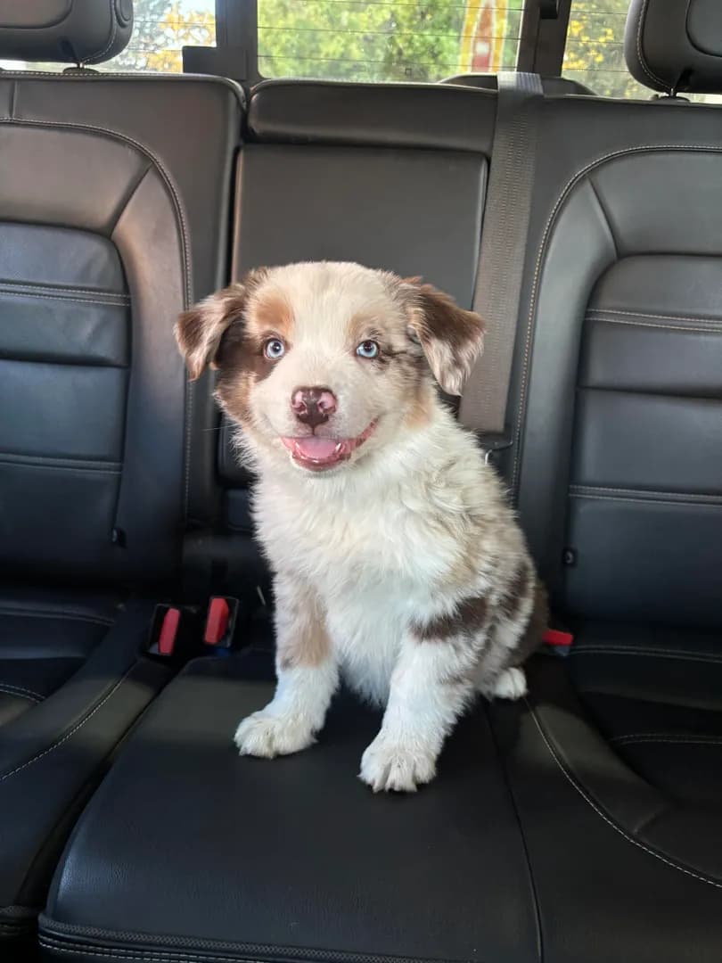 Our new puppy “Leland”