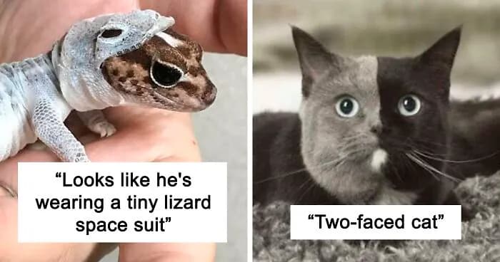 The World Is Full Of Surprises: 46 Pictures That Prove It