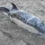 Fishing nets main cause of death among Cornwall's stranded common dolphins