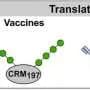 Sugar molecule could help protect against dangerous hospital fungus Candida auris
