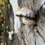 Fungal age remains elusive as underground networks continually grow, split and recycle