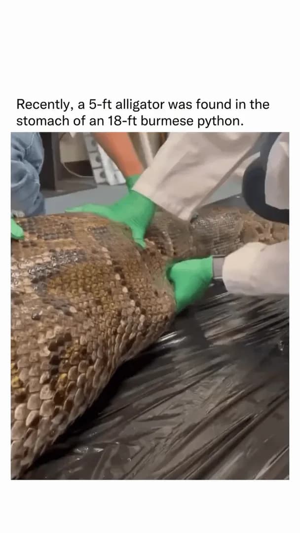 An alligator was found in the stomach of a python by the national workers.