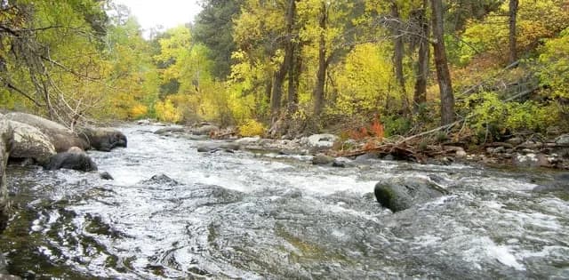 Forests in Wyoming lost 60% of their canopy during the Paleocene-Eocene Thermal Maximum, the last comparable period of global warming, and it took them well over 100,000 years to recover, according to