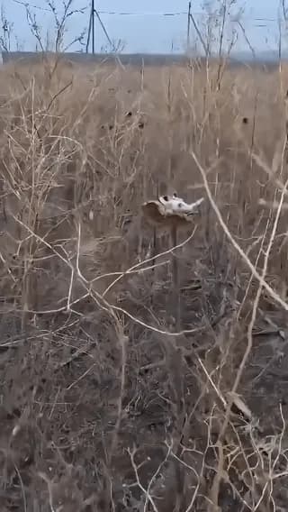 Bird's sleeping on the dried sunflower