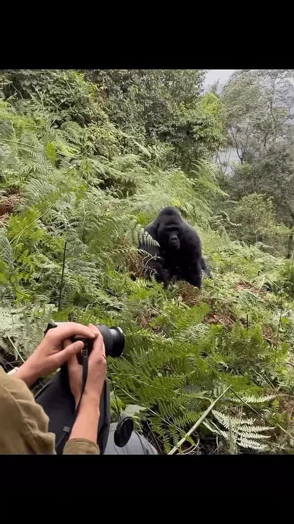 A gorilla approaches and assumes a suitable position to be photographed.