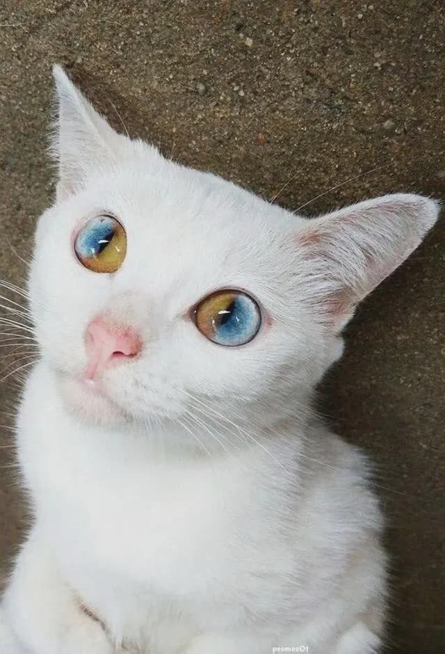 This stunning cat with striking two coloured eyes due to a rare genetic condition
