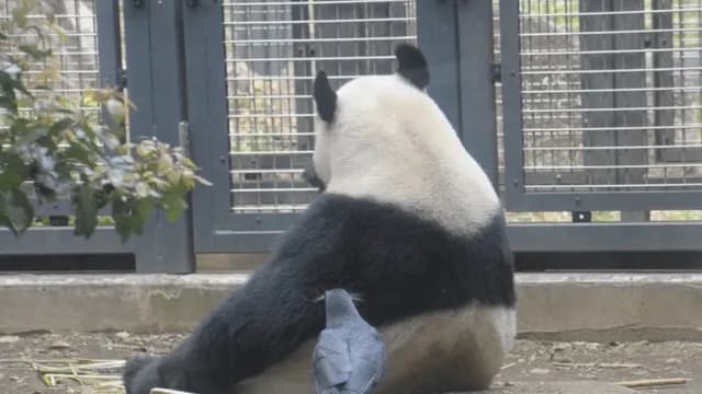 Crows stealing fur from panda to build nest while the panda doesn't mind. Pandas have thick coat in the winters so they don't object to getting rid of excess hair.