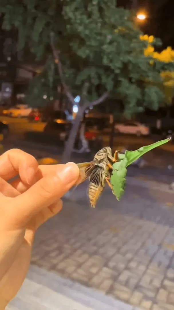Cicadas urinating.