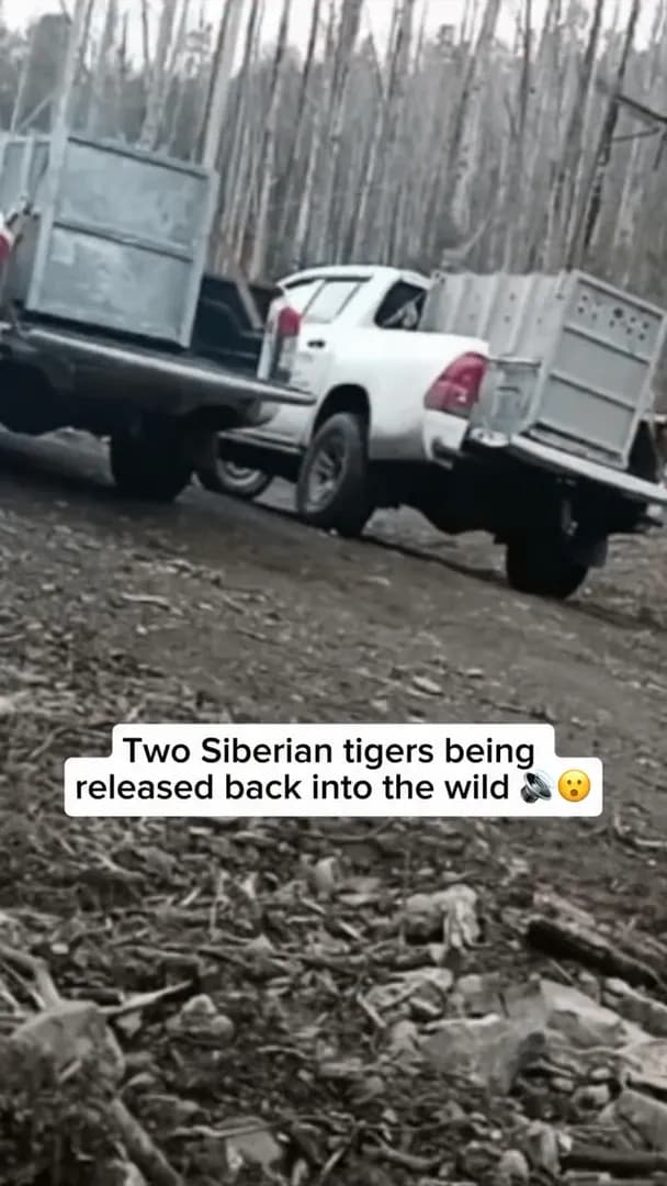 Two Siberian tigers being released back into the wild