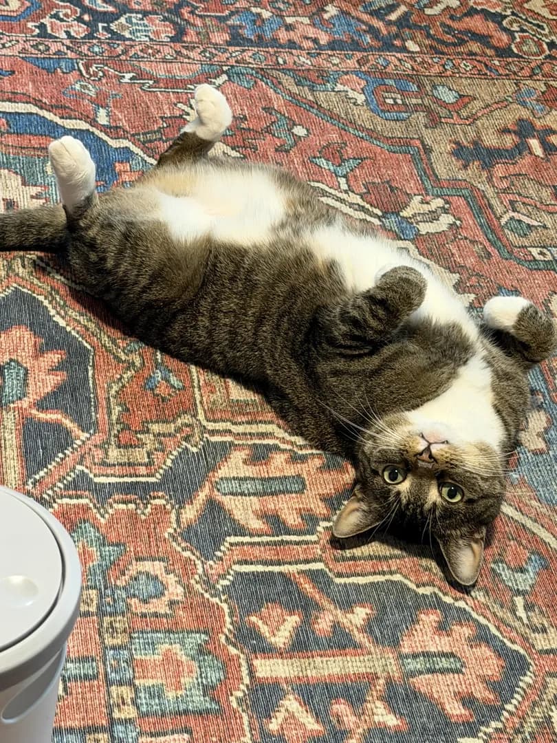 Oh you know just hanging out. . . Mom you gonna rub my belly or not?