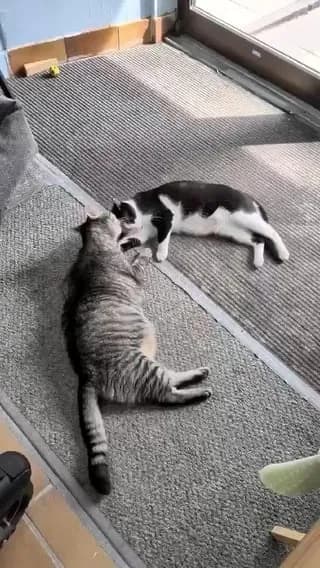 Miracle do happen. Grumpy Bobby from our shelter likes another cat (Méné). Unbelievable ❤️❤️❤️