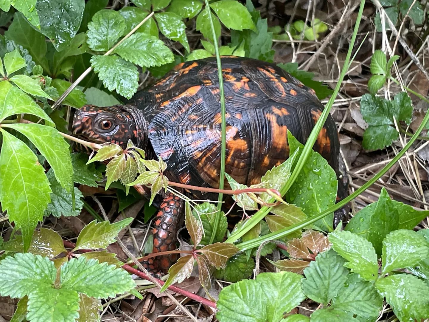 This is Jim, they live in my front yard.