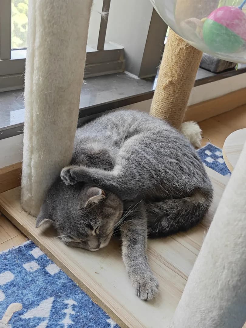 Cats practicing yoga in their sleep .