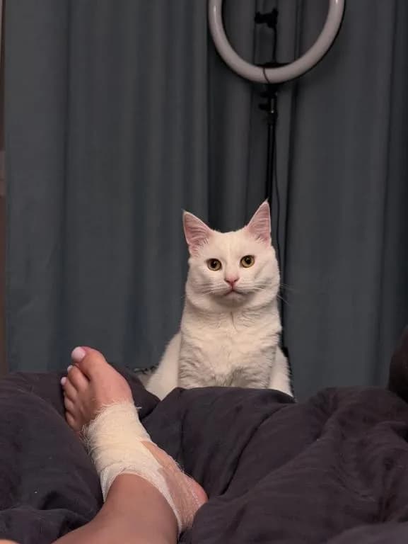 [OC] she's been staring at me like she's trying to figure out exactly how I managed to hurt myself, lol.