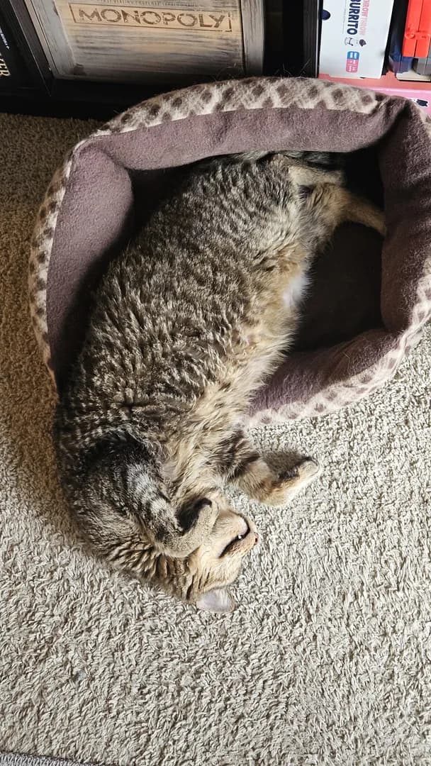 This is Pippin. He enjoys making me watch REAAALLY close to see if he's breathing (he is).