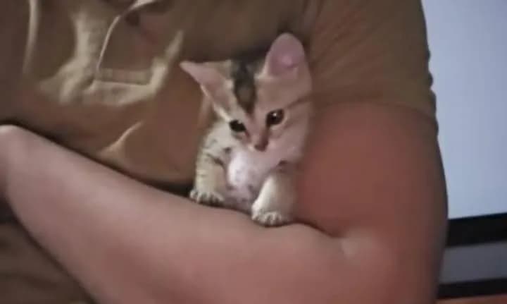 My brother rescued a tiny cat 🥹