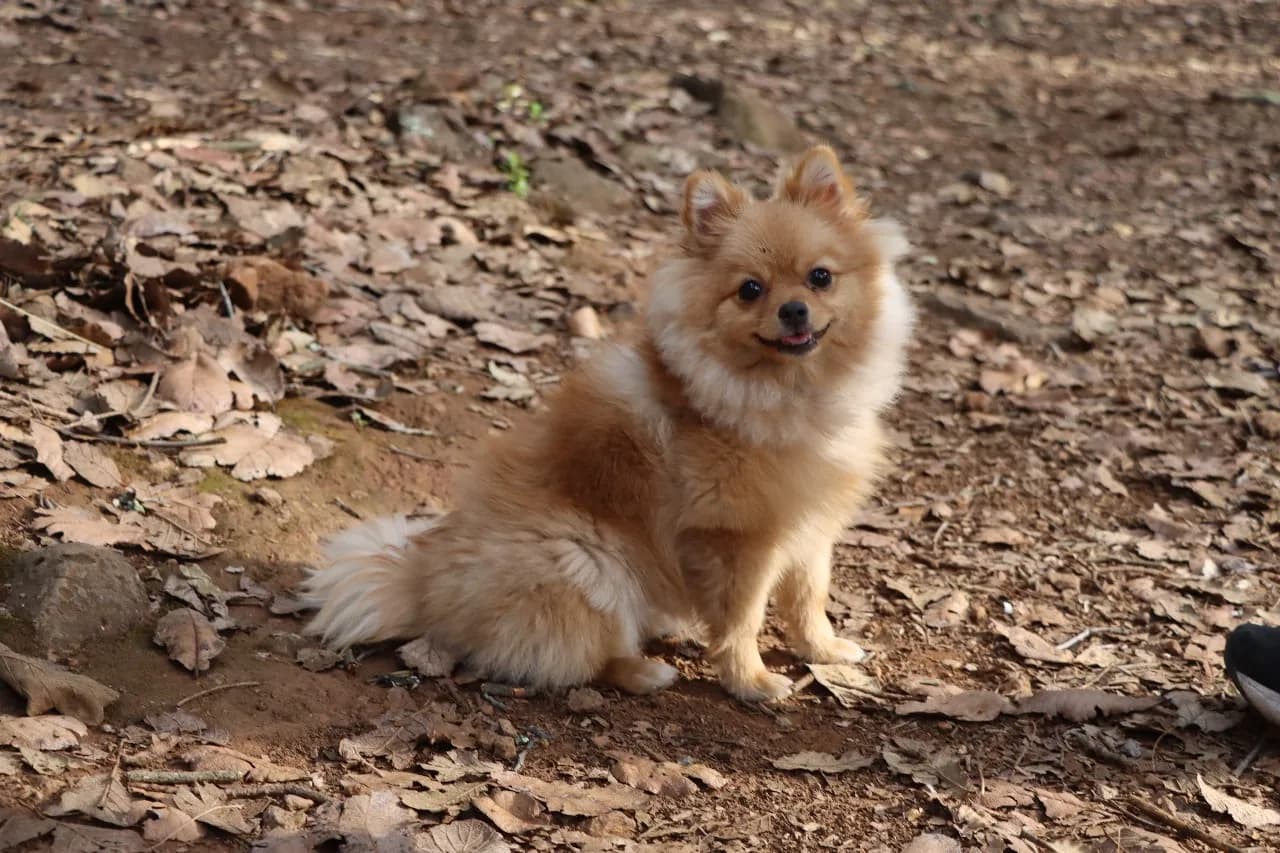 My precious doggy called Nugget she is 2 years old
