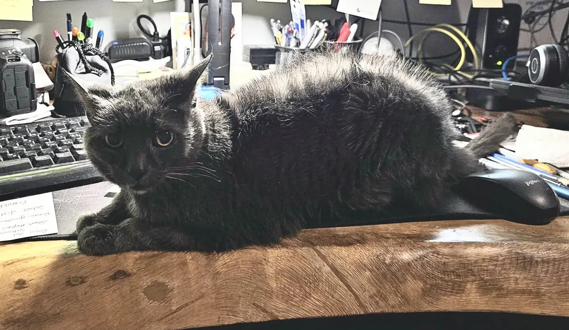 This is Agathe. She was adopted at our shelter in 2007. She’s 19 now ❤️❤️❤️
