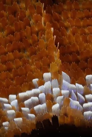 up-close view of the wing scales of an Alpine Black Swallowtail butterfly