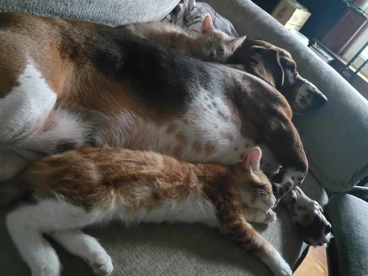 My basset hound and his ten week old kittens