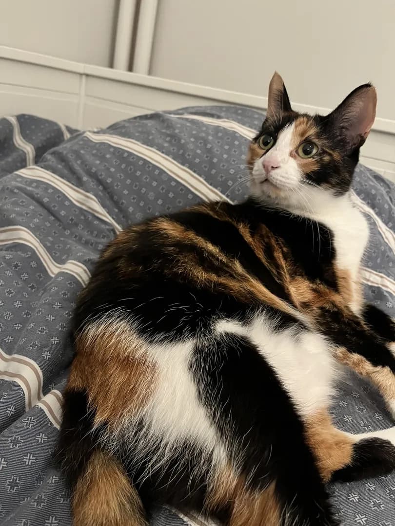 She doesn’t pay rent, but apparently she owns the entire bed.