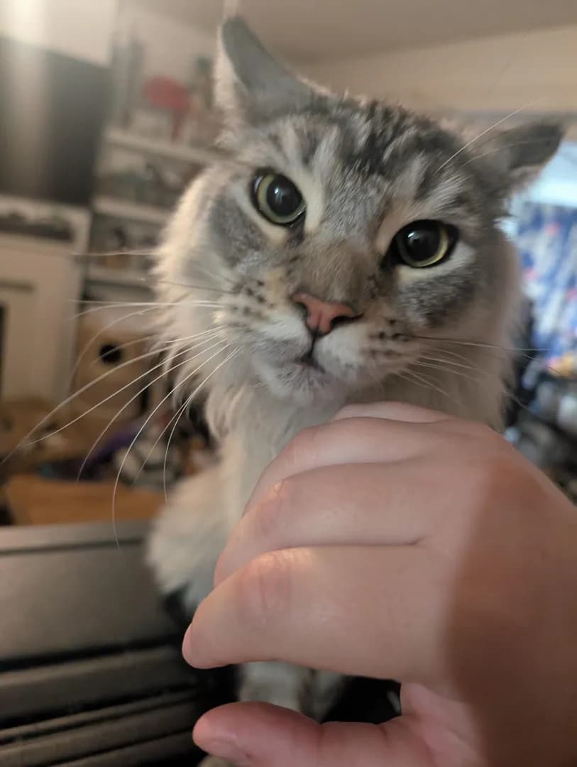 I dared to touch an outdoor kitty, and now I'm in trouble.