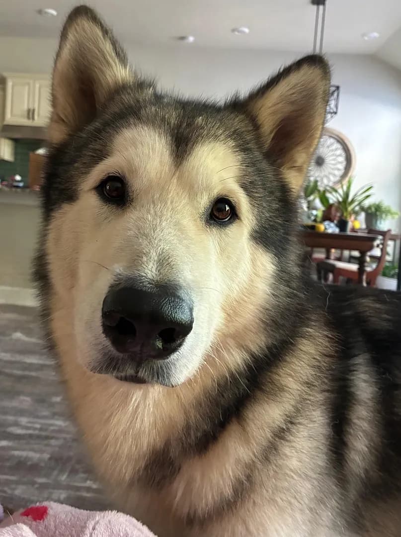 I wonder if he knows exactly how boopable his snoot is