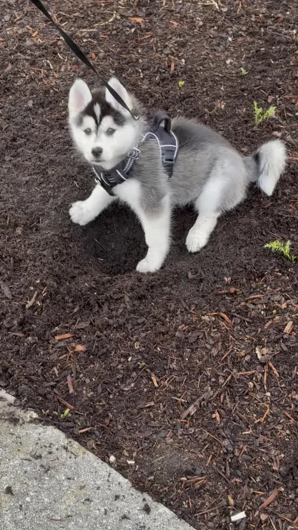 Throwback to Freyja at 8 weeks old. Her first time digging on one of our first ever walks.