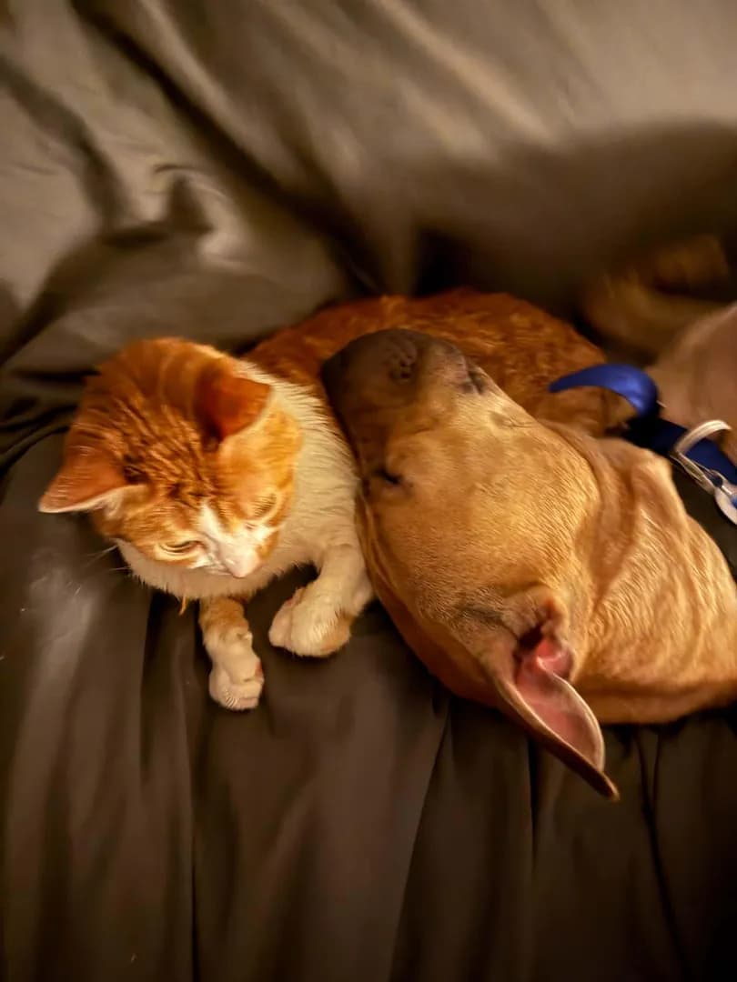 Rescued less than two weeks ago and Scoobys already made her new best friend with Arfa the Cat.