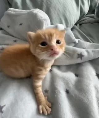 Meet My tiny orange baby🥺🥰