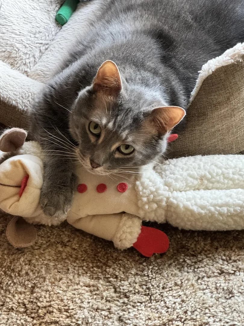 My boy loves a pillow and his stuffies