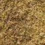 Why has Britain's grass turned yellow? A plant scientist explains what happens next