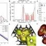 Magnetic mystery in thorium clusters resolved by new study