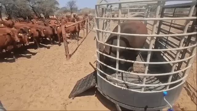 A breeding bull entering the farm full of cows
