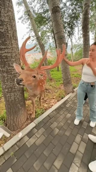 People gave a Deer a nice Scratch.