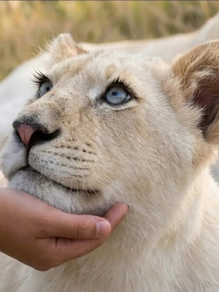 Meet Luna, a rare leucistic lioness whose snow-white coat, piercing blue-gray eyes, and naturally long eyelashes makes her look like a fairytale character.