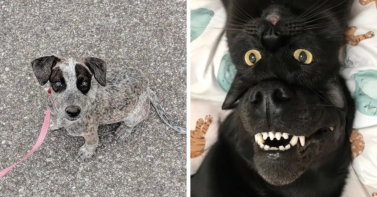 Photos Of Dogs That Capture Canine Chaos Perfectly