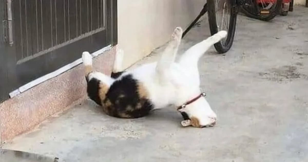 Cats That Look Like They’re In The Middle Of A Sitcom Scene