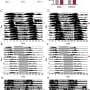 A new way to beat jet lag? Engineered cells speed circadian adjustment