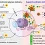Scientists develop method to deliver sugars directly into cells