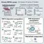 Stable RNA elements open new possibilities for mRNA therapeutics