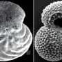 Sediments off Brazil's northeast coast reveal sudden changes in heat transport in the Atlantic