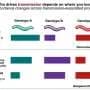 Quality vs. quantity: Why 'super-shedders' may not be the superspreaders of disease outbreaks