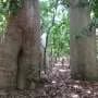 Genetic analysis reveals new species of endangered baobab tree in Madagascar