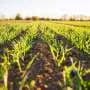 US could exhaust domestic phosphorus within 40 years, but waste offers reserves