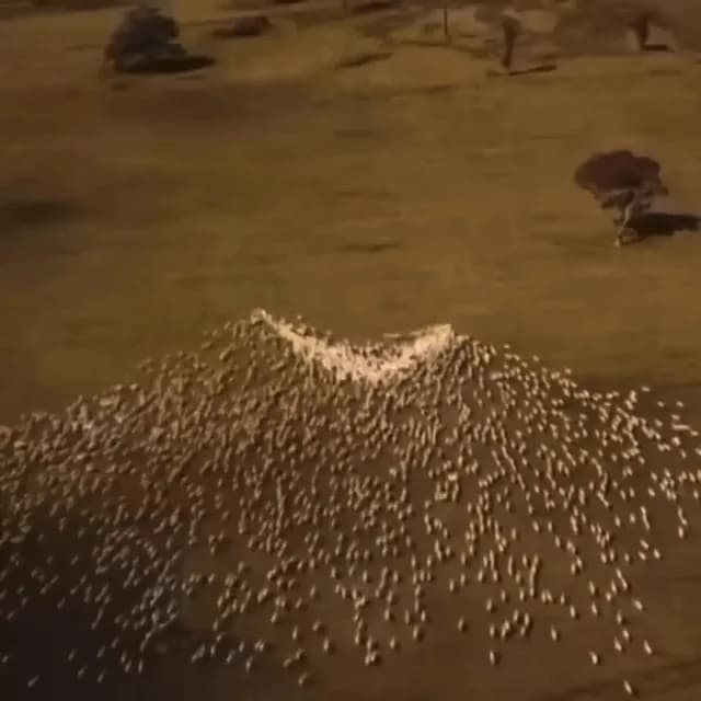 🔥 Australian farmer Ben Jackson, couldn't attend his aunt’s funeral, so he put out food in a heart shape for his sheep, in a beautiful tribute