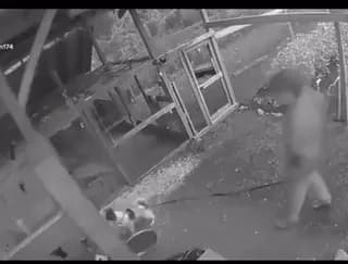 A Man Risking His Own Life, Punches A Bear To Protect His Beloved Dogs