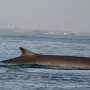 After commercial whaling nearly erased them, blue and fin whales are slowly reclaiming the southeast Atlantic